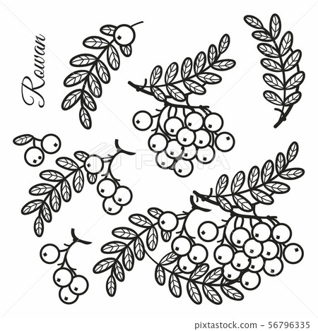Rowan, ash, mountain ash with ashberry. 56796335