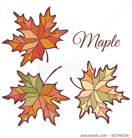 Maple leaves in stained illustration.  56796556