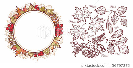 Autumn leaves set with Rowan, maple, birch and oak - Stock Illustration ...