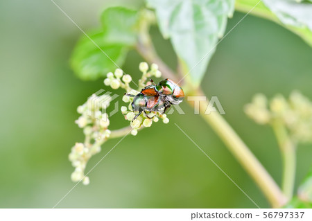 日本甲蟲 56797337