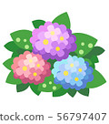 八仙花屬（八仙花屬）的例證在初夏在6月 56797407