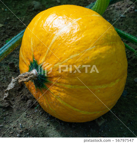 Vegetable, Pumpkin 56797547