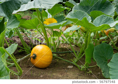 Vegetable, Pumpkin 56797548