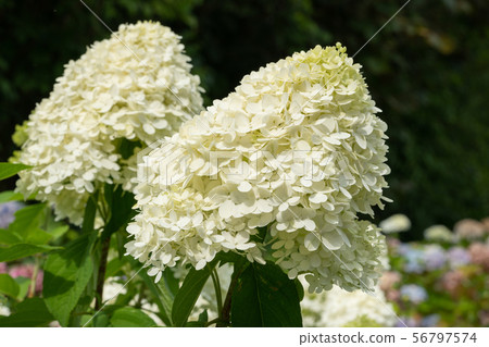Hydrangea, Hydrangea paniculata 56797574