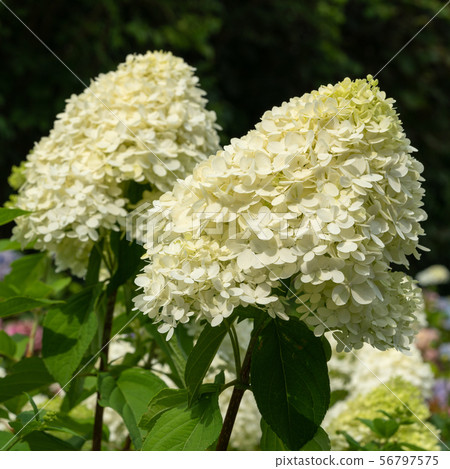 Hydrangea, Hydrangea paniculata 56797575