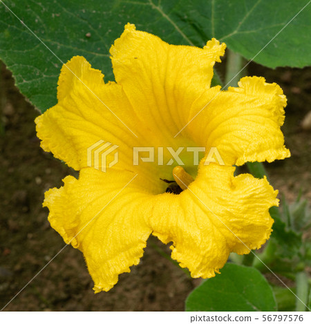 Pumpkin, Cucurbita maxima Pumpkin, Cucurbita maxima 56797576