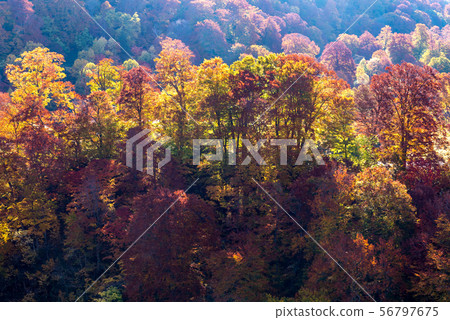 Sunset Forest Autumn Akita Japan 56797675
