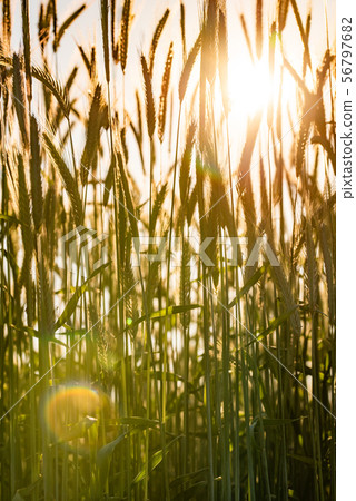 Wheat field. Ears of golden wheat close up. Beautiful Nature Sunset Landscape. 56797682