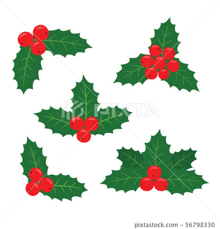 Holly plant. Vector illustration of a set of samples for the cards. Holly plant. Vector illustration of a set of samples for the cards. 56798330