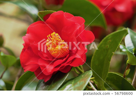 Camellia Camellia 56798600