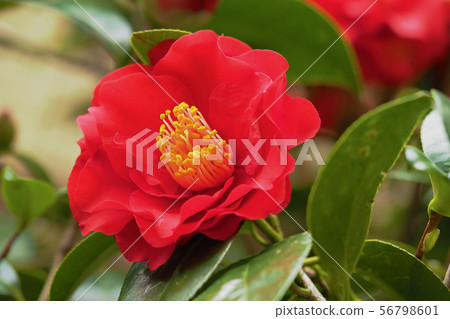 Camellia 56798601