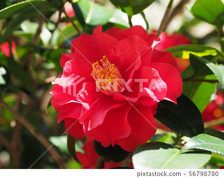 茶花 56798780