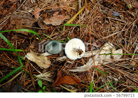 Aoinushimeji 56799715