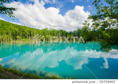 Aoiike Pond, Biei-cho, Hokkaido 56799905