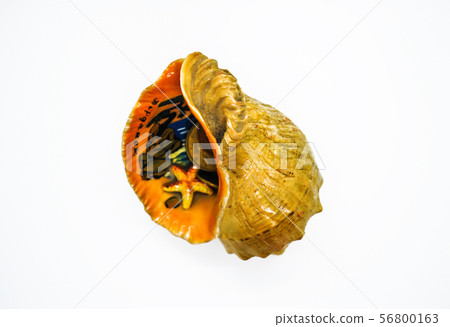 Seashell with a pattern inside and money 56800163