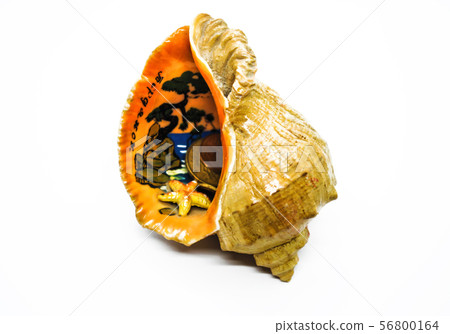 Seashell with a pattern inside and money 56800164
