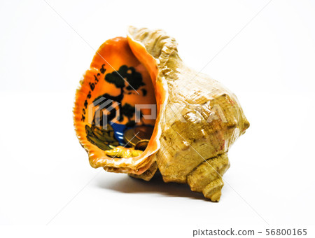 Seashell with a pattern inside and money 56800165