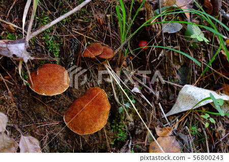 Ami Hanaiguchi 56800243