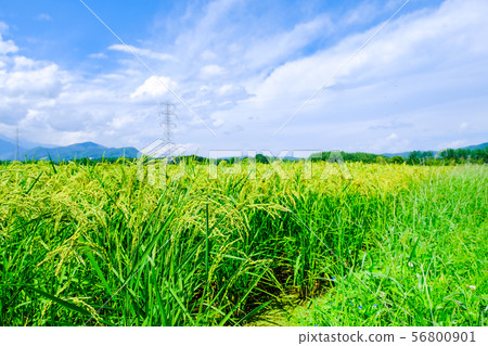 Summer rice (late August) 56800901