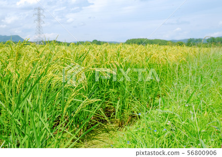 Summer rice (late August) Summer rice (late August) 56800906