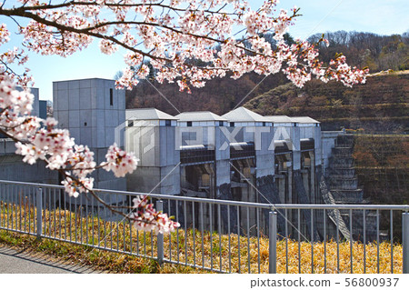[Fukushima] Miharu Dam (Lake Sakura) 56800937