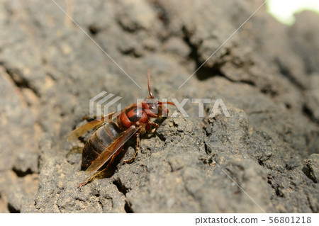 Chiros hornet, brown sparrow bee 56801218