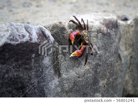 Sea crab Sea crab 56801241