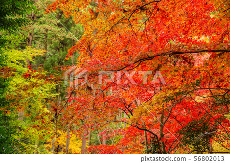 秋色的埼玉飯能東鄉公園(秩父禦岳神社) 秋色的埼玉飯能東鄉公園(秩父禦岳神社) 56802013