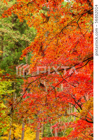Autumn in Saitama Hanno Togo Park in autumn colors (Chichibu Ontake Shrine) Autumn in Saitama Hanno Togo Park in autumn colors (Chichibu Ontake Shrine) 56802014