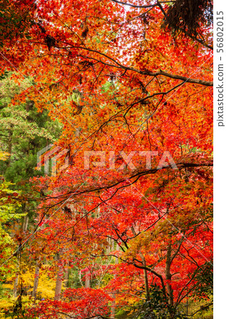 Autumn in Saitama Hanno Togo Park in autumn colors (Chichibu Ontake Shrine) 56802015