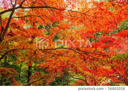Autumn in Saitama Hanno Togo Park in autumn colors (Chichibu Ontake Shrine) Autumn in Saitama Hanno Togo Park in autumn colors (Chichibu Ontake Shrine) 56802016
