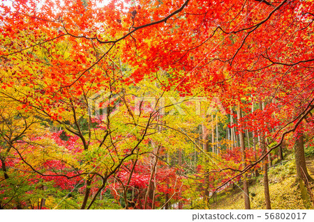 Autumn in Saitama Hanno Togo Park in autumn colors (Chichibu Ontake Shrine) 56802017