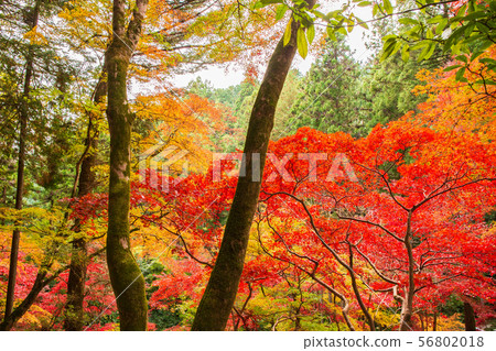 Autumn in Saitama Hanno Togo Park in autumn colors (Chichibu Ontake Shrine) Autumn in Saitama Hanno Togo Park in autumn colors (Chichibu Ontake Shrine) 56802018