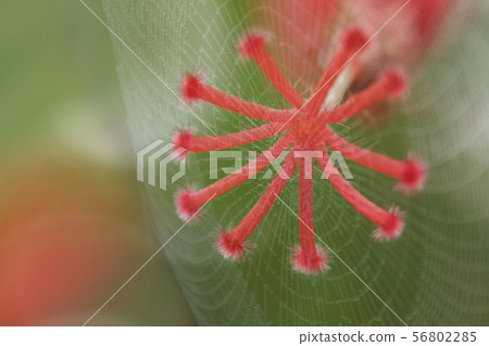 spider, gossamer, web, cobweb with pollen of Hibi 56802285