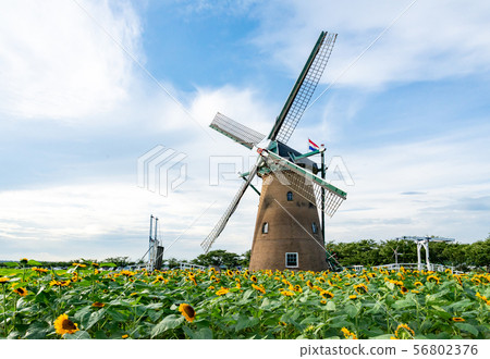  Sunflower 51 56802376