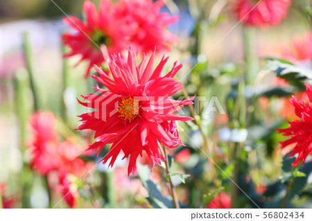 大麗花花 大麗花花 56802434