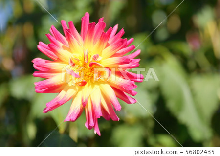 大麗花花 56802435