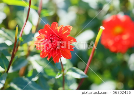 Dahlia flower 56802436