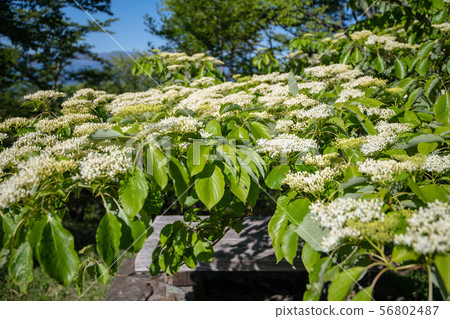 Binoyama Park Near the summit of Minoyama Viburnum flower Chichibu 56802487