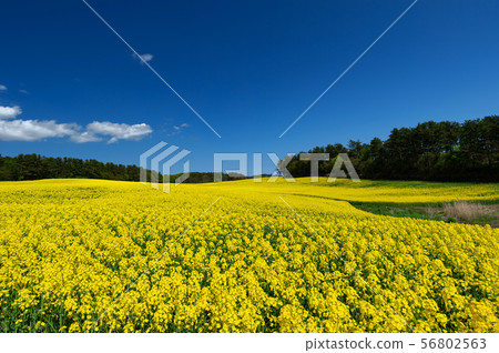[青森縣橫濱市]北方國家的春天，下北半島盛開的油菜花盛開 56802563