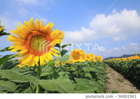 Sunflower 3418 Sunflower 3418 56802901