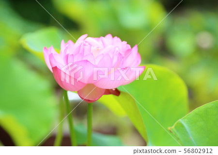 蓮花 蓮花 56802912