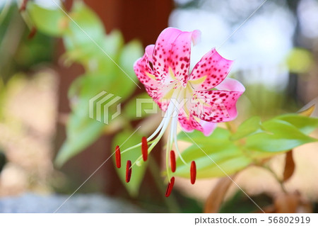 Lily flower lily flower 56802919