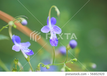 Flowers of Caliphone Flowers of Caliphone 56802920