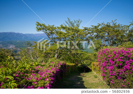 Minoyama Park, near the summit, Azalea and Chichibu Mountains 56802936