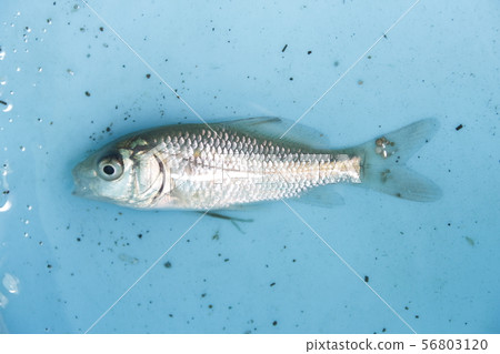 Crab larvae parasitized by squid Crab larvae parasitized by squid 56803120
