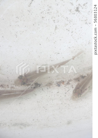Crab larvae parasitized by squid Crab larvae parasitized by squid 56803124