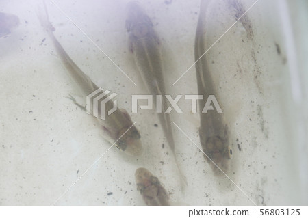 Crab larvae parasitized by squid Crab larvae parasitized by squid 56803125