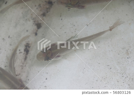 Crab larvae parasitized by squid Crab larvae parasitized by squid 56803126