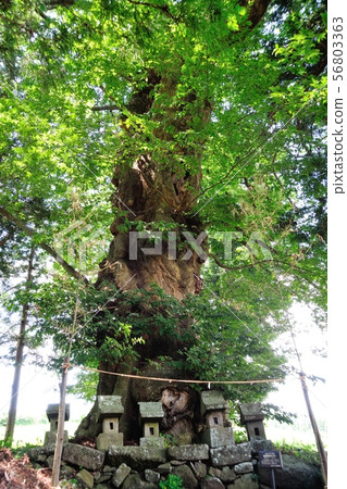 Keyaki of Shino Shrine Keyaki of Shino Shrine 56803363